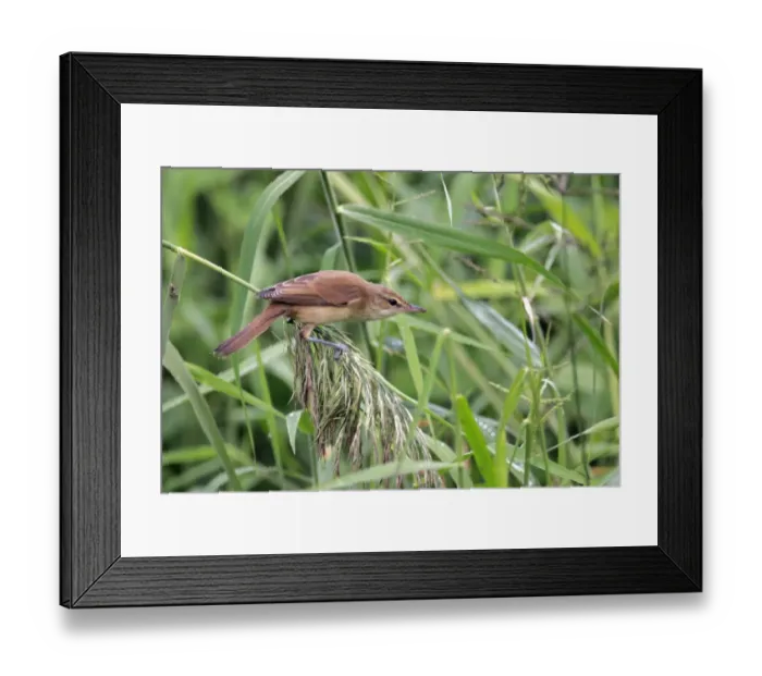 Framed Print : Oriental Reed-warbler (Acrocephalus orientalis) adult, perched on reed seedhead, Hong Kong, China, november Framed Print : Oriental Reed-warbler (Acrocephalus orientalis) adult, perched on reed seedhead, Hong Kong, China, november
