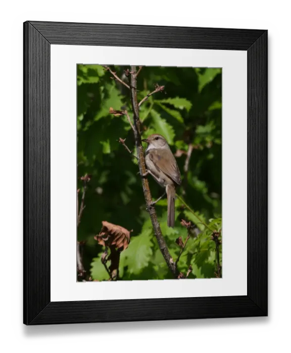 Framed Print : Manchurian Bush-warbler (Cettia canturians) adult male, perched on twig, Zushan Forest Park, Qinhuangdao, China, may