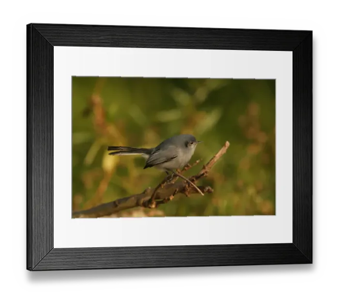 Framed Print : Masked Gnatcatcher (Polioptila dumicola) adult female, perched on twig, Vicente Lopez, Buenos Aires Province, Argentina, july