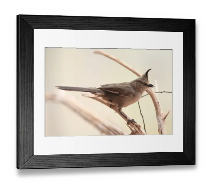Framed Print : Chiming Wedgebill (Psophodes occidentalis) adult, perched on branch, Outback, Northern Territory, Australia Framed Print : Chiming Wedgebill (Psophodes occidentalis) adult, perched on branch, Outback, Northern Territory, Australia