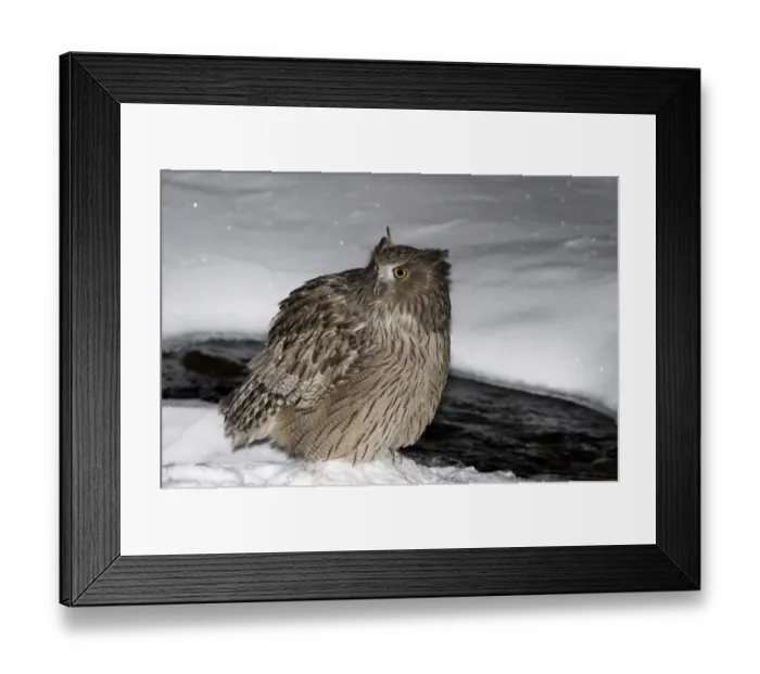 Framed Print : Blakiston's Fish-owl (Bubo blakistoni) adult, standing in snow at edge of water at night, Washino-yado, Rausu, Shiretoko Peninsula, Hokkaido, Japan, winter Framed Print : Blakiston's Fish-owl (Bubo blakistoni) adult, standing in snow at edge of water at night, Washino-yado, Rausu, Shiretoko Peninsula, Hokkaido, Japan, winter