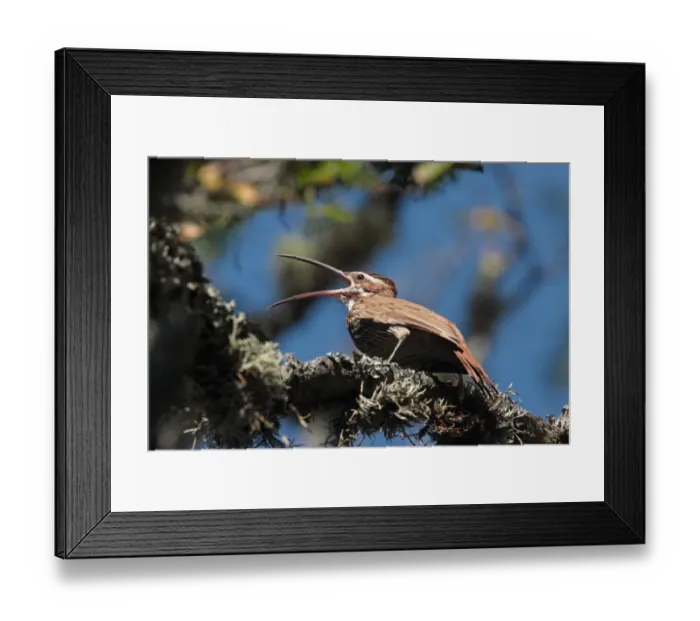Framed Print : Scimitar-billed Woodcreeper (Drymornis bridgesii) adult, singing, perched on branch, Ongamira, Cordoba, Argentina, april Framed Print : Scimitar-billed Woodcreeper (Drymornis bridgesii) adult, singing, perched on branch, Ongamira, Cordoba, Argentina, april