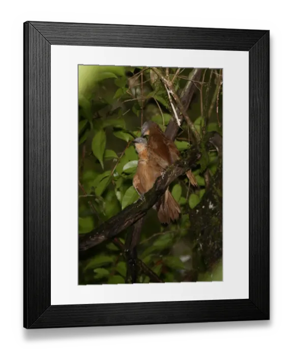 Framed Print : Ashy-headed Laughingthrush (Garrulax cinereifrons) adult pair, mutual preening, perched on branch, Sinharaja Forest N. P. Sri Lanka, december Framed Print : Ashy-headed Laughingthrush (Garrulax cinereifrons) adult pair, mutual preening, perched on branch, Sinharaja Forest N. P. Sri Lanka, december