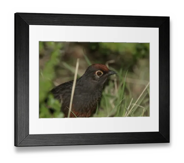 Framed Print : Black-throated Huet-huet (Pteroptochos tarnii) adult, close-up of head, El Chalten, Santa Cruz, Argentina, november Framed Print : Black-throated Huet-huet (Pteroptochos tarnii) adult, close-up of head, El Chalten, Santa Cruz, Argentina, november