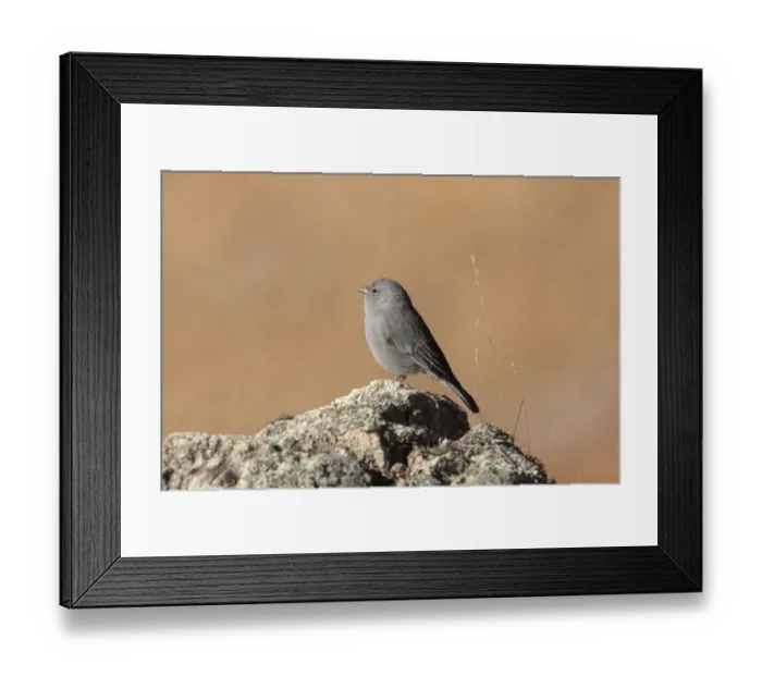 Framed Print : Plumbeous Sierra-finch (Phrygilus unicolor) adult male, standing on rock, Santa Victoria Road, Jujuy, Argentina, august Framed Print : Plumbeous Sierra-finch (Phrygilus unicolor) adult male, standing on rock, Santa Victoria Road, Jujuy, Argentina, august