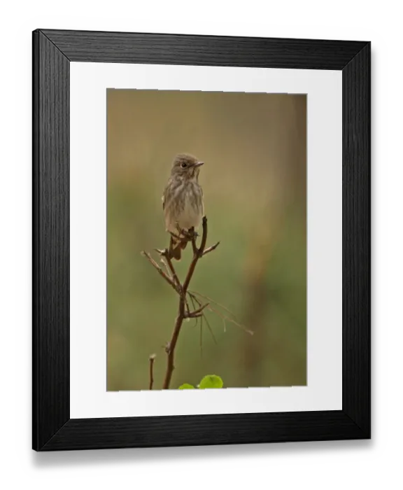 Framed Print : Dark-sided Flycatcher (Muscicapa sibirica) adult, perched on twig, Hebei, China, may Framed Print : Dark-sided Flycatcher (Muscicapa sibirica) adult, perched on twig, Hebei, China, may