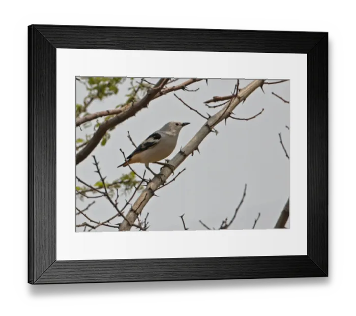 Framed Print : Daurian Starling (Sturnus sturninus) adult male, perched on branch, Hebei, China, may Framed Print : Daurian Starling (Sturnus sturninus) adult male, perched on branch, Hebei, China, may