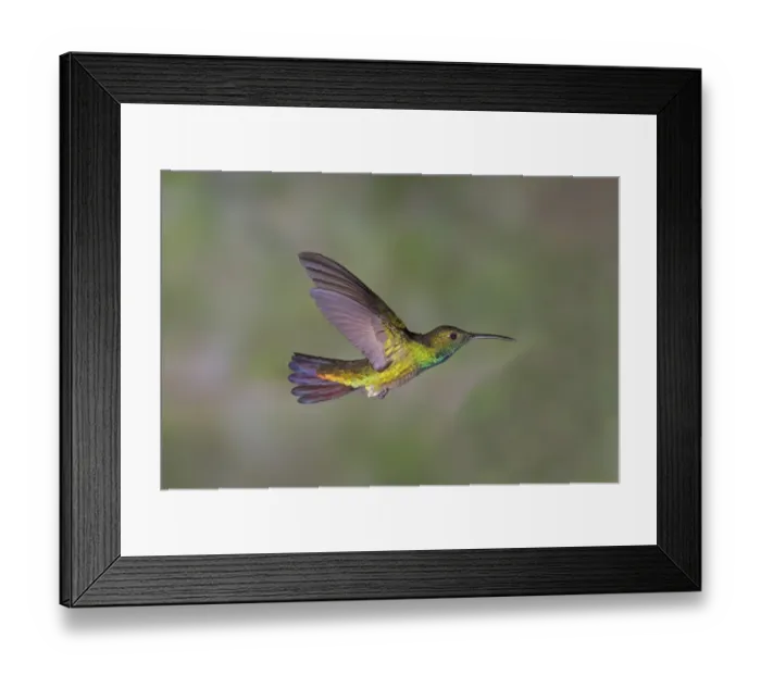 Framed Print : Green-breasted Mango (Anthracothorax prevostii) adult male, in flight, Costa Rica