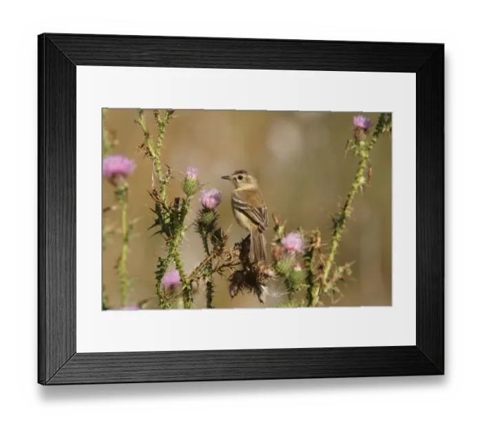 Framed Print : Bearded Tachuri (Polystictus pectoralis) juvenile male, perched on thistles, Rincon de Cobo, Buenos Aires, Argentina, february Framed Print : Bearded Tachuri (Polystictus pectoralis) juvenile male, perched on thistles, Rincon de Cobo, Buenos Aires, Argentina, february
