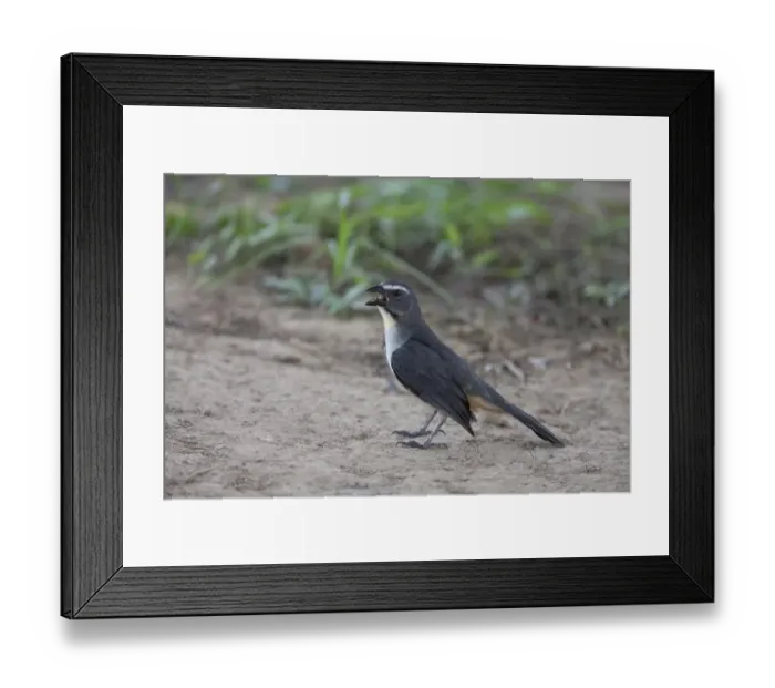 Framed Print : Greyish Saltator (Saltator coerulescens) adult, with beak open, standing on ground, Pantanal, Mato Grosso, Brazil Framed Print : Greyish Saltator (Saltator coerulescens) adult, with beak open, standing on ground, Pantanal, Mato Grosso, Brazil