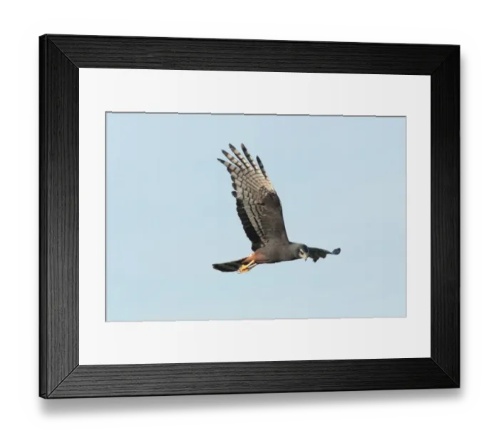Framed Print : Long-winged Harrier (Circus buffoni) melanistic morph, adult, in flight, Ibera Marshes, Corrientes, Argentina, november Framed Print : Long-winged Harrier (Circus buffoni) melanistic morph, adult, in flight, Ibera Marshes, Corrientes, Argentina, november