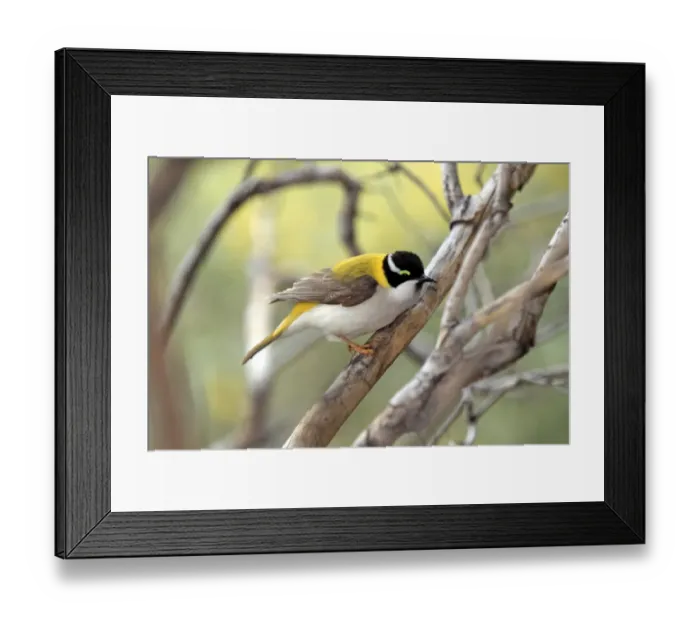 Framed Print : Golden-backed Honeyeater (Melithreptus gularis laetior) adult, perched on branch, Outback, Northern Territory, Australia Framed Print : Golden-backed Honeyeater (Melithreptus gularis laetior) adult, perched on branch, Outback, Northern Territory, Australia