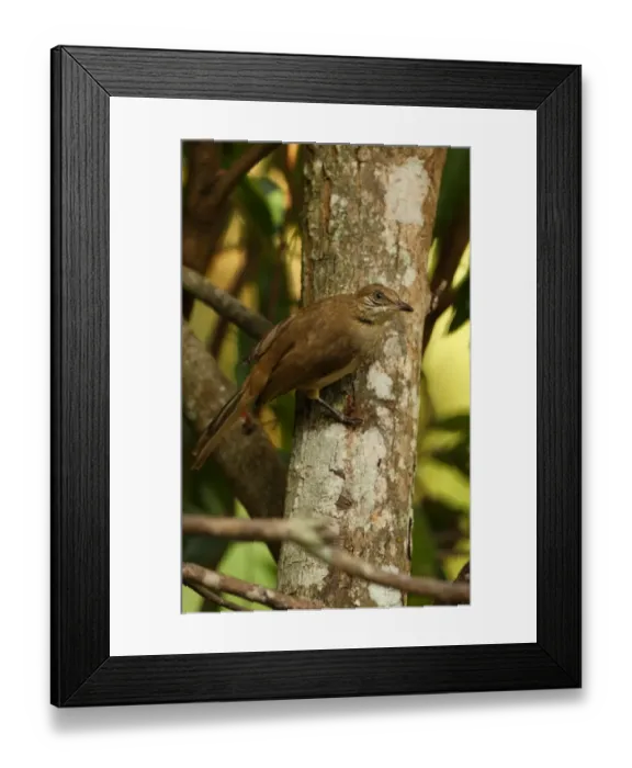 Framed Print : Streak-eared Bulbul (Pycnonotus blanfordi conradi) adult, clinging to tree trunk, Kaeng Krachan N. P. Thailand, november