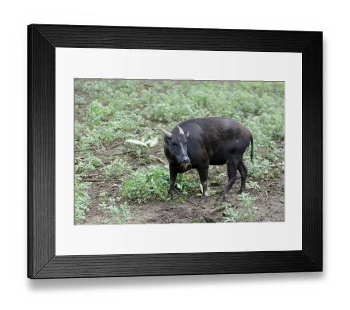 Framed Print : Lowland Anoa (Bubalus depressicornis) adult male, feeding, Indonesia, march (captive) Framed Print : Lowland Anoa (Bubalus depressicornis) adult male, feeding, Indonesia, march (captive)