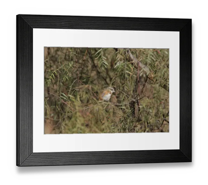 Framed Print : Bolivian Warbling-finch (Poospiza boliviana) adult, perched on branch amongst leaves, Pucara, Jujuy, Argentina, august Framed Print : Bolivian Warbling-finch (Poospiza boliviana) adult, perched on branch amongst leaves, Pucara, Jujuy, Argentina, august