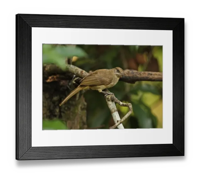 Framed Print : Streak-eared Bulbul (Pycnonotus blanfordi conradi) adult, perched on branch, Kaeng Krachan N. P. Thailand, november Framed Print : Streak-eared Bulbul (Pycnonotus blanfordi conradi) adult, perched on branch, Kaeng Krachan N. P. Thailand, november