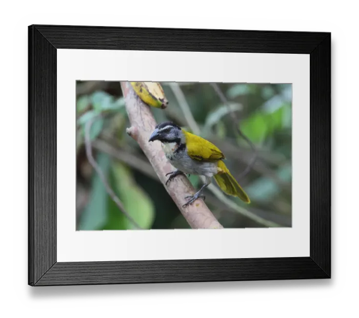 Framed Print : Black-headed Saltator (Saltator atriceps) adult, feeding on banana, perched on branch, Costa Rica, february Framed Print : Black-headed Saltator (Saltator atriceps) adult, feeding on banana, perched on branch, Costa Rica, february