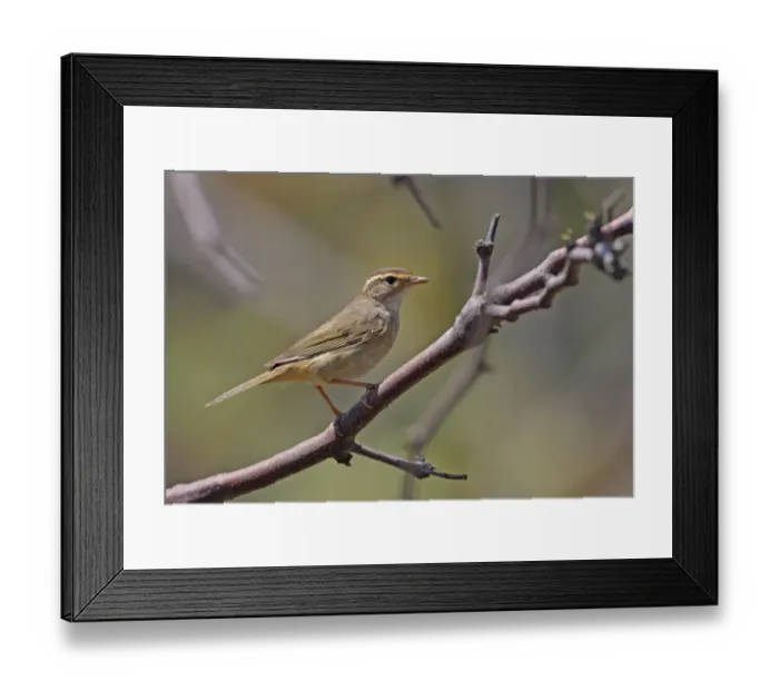 Framed Print : Radde's Warbler (Phylloscopus schwarzi) adult, perched on twig, Hebei, China, may Framed Print : Radde's Warbler (Phylloscopus schwarzi) adult, perched on twig, Hebei, China, may