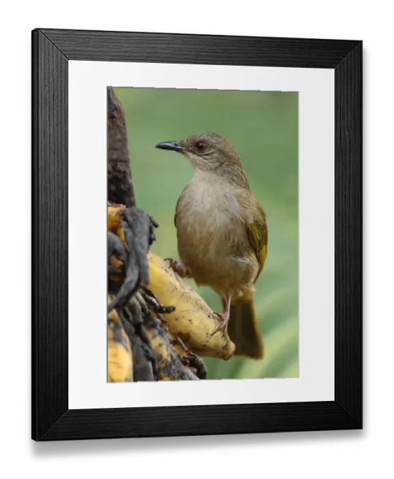 Framed Print : Olive-winged Bulbul (Pycnonotus plumosus) adult, feeding on over-ripe bananas, Thailand, february Framed Print : Olive-winged Bulbul (Pycnonotus plumosus) adult, feeding on over-ripe bananas, Thailand, february
