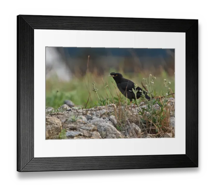 Framed Print : Crested Myna (Acridotheres cristatellus) adult, standing on ground, Hebei, China, may