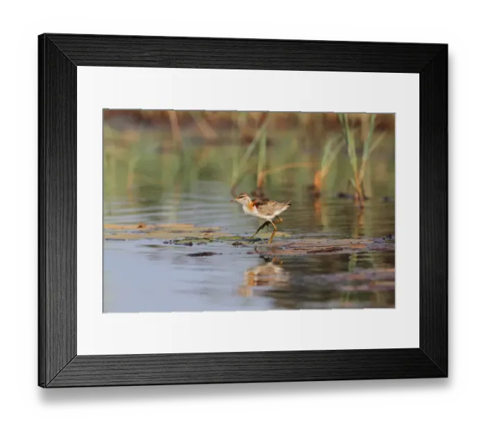 Framed Print : Lesser Jacana (Microparra capensis) adult, walking on waterlily pads in wetland, Okavango Delta, Botswana Framed Print : Lesser Jacana (Microparra capensis) adult, walking on waterlily pads in wetland, Okavango Delta, Botswana