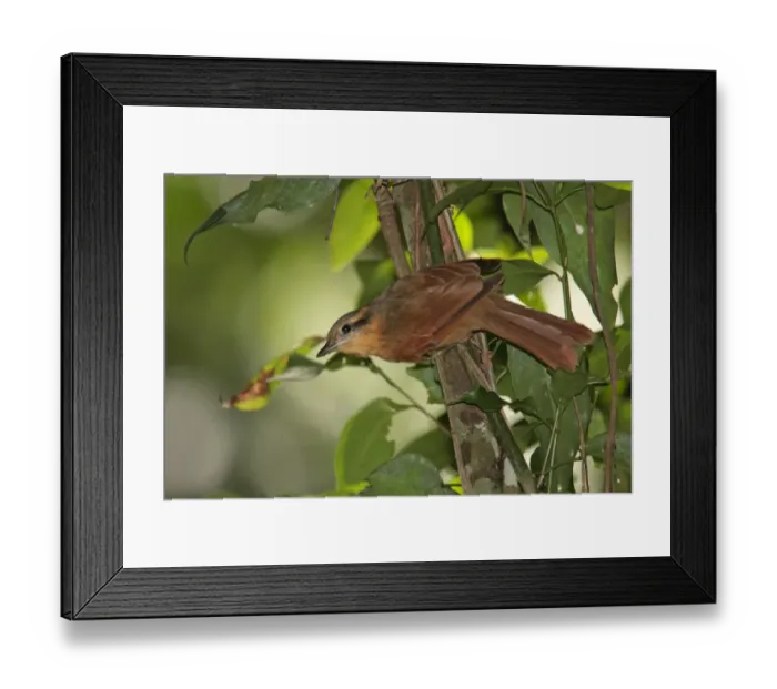 Framed Print : Ochre-breasted Foliage-gleaner (Philydor lichtensteini) adult, perched on branch, Iguazu N. P. Misiones, Argentina, november Framed Print : Ochre-breasted Foliage-gleaner (Philydor lichtensteini) adult, perched on branch, Iguazu N. P. Misiones, Argentina, november