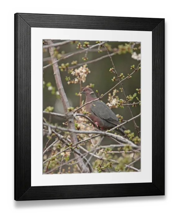 Framed Print : Chilean Pigeon (Patagioenas araucana) adult, perched on branch, Llao Peninsula, Neuquen, Argentina, october Framed Print : Chilean Pigeon (Patagioenas araucana) adult, perched on branch, Llao Peninsula, Neuquen, Argentina, october