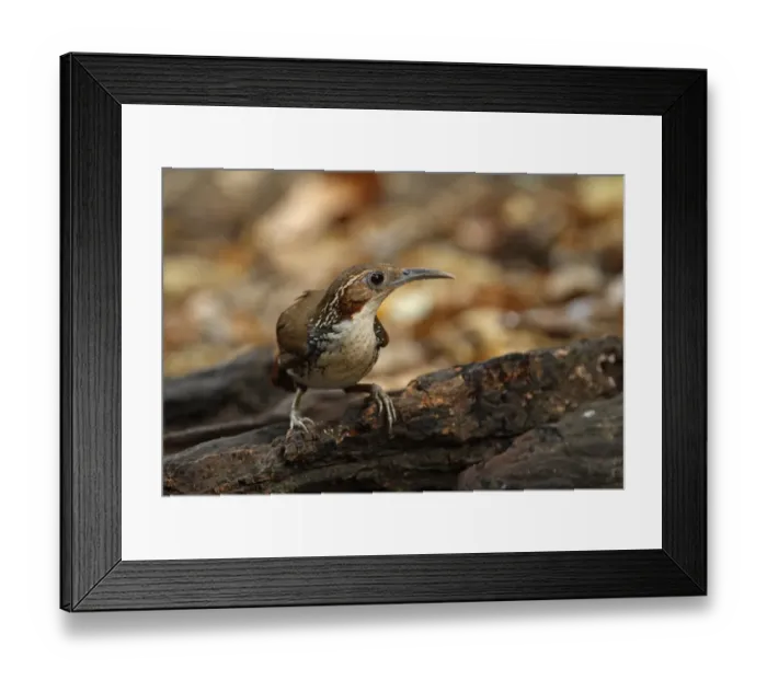 Framed Print : Large Scimitar-babbler (Pomatorhinus hypoleucos tickelli) adult, perched on rotting log, Kaeng Krachan N. P. Thailand, february Framed Print : Large Scimitar-babbler (Pomatorhinus hypoleucos tickelli) adult, perched on rotting log, Kaeng Krachan N. P. Thailand, february