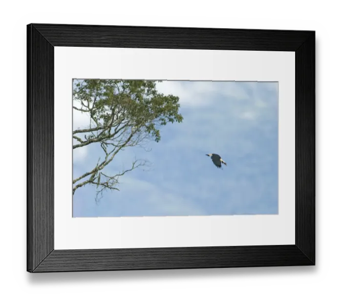 Framed Print : Mindanao Tarictic Hornbill (Penelopides affinis) adult, in flight from tree, Mount Kitanglad, Kitanglad Mountain Range, Mindanao Island, Philippines Framed Print : Mindanao Tarictic Hornbill (Penelopides affinis) adult, in flight from tree, Mount Kitanglad, Kitanglad Mountain Range, Mindanao Island, Philippines