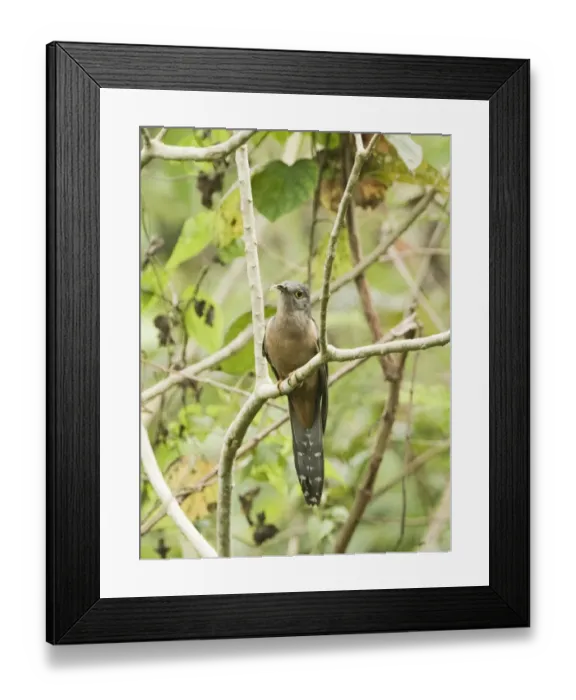 Framed Print : Rusty-breasted Cuckoo (Cacomantis sepulcralis) adult, perched on branch, Alcoy Forest, Cebu Island, Philippines Framed Print : Rusty-breasted Cuckoo (Cacomantis sepulcralis) adult, perched on branch, Alcoy Forest, Cebu Island, Philippines