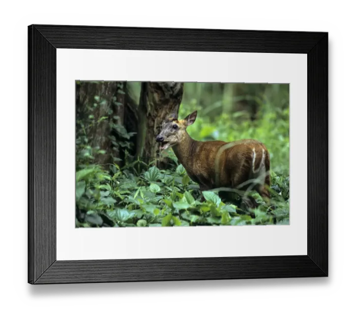 Framed Print : Indian Muntjac (Muntiacus muntjak) adult female, standing in vegetation, Thai Forestry Department Rescue Centre, near Chaing Mai, Thailand Framed Print : Indian Muntjac (Muntiacus muntjak) adult female, standing in vegetation, Thai Forestry Department Rescue Centre, near Chaing Mai, Thailand