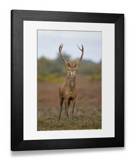 Framed Print : Red Deer (Cervus elaphus) stag, stretching after sleeping, standing on heathland during rutting season, Minsmere RSPB Reserve, Suffolk, England, october