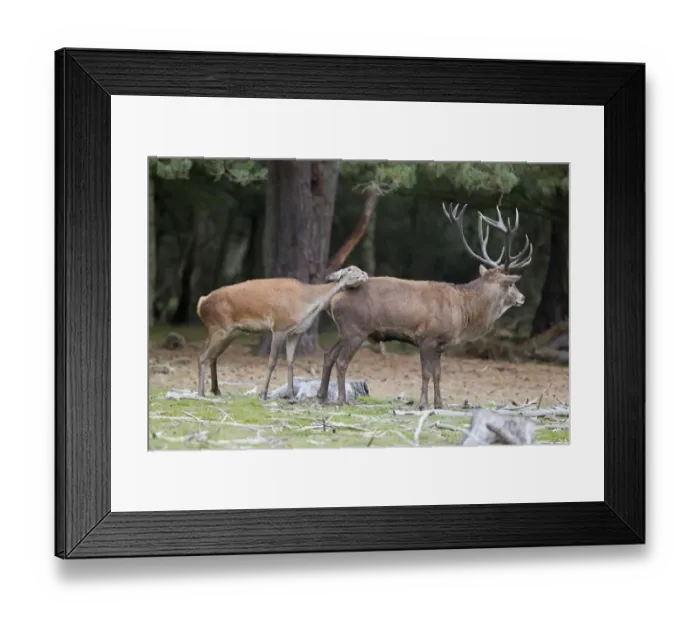 Framed Print : Red Deer (Cervus elaphus) adult pair, hind rubbing against stag during rutting season, Minsmere RSPB Reserve, Suffolk, England, october Framed Print : Red Deer (Cervus elaphus) adult pair, hind rubbing against stag during rutting season, Minsmere RSPB Reserve, Suffolk, England, october