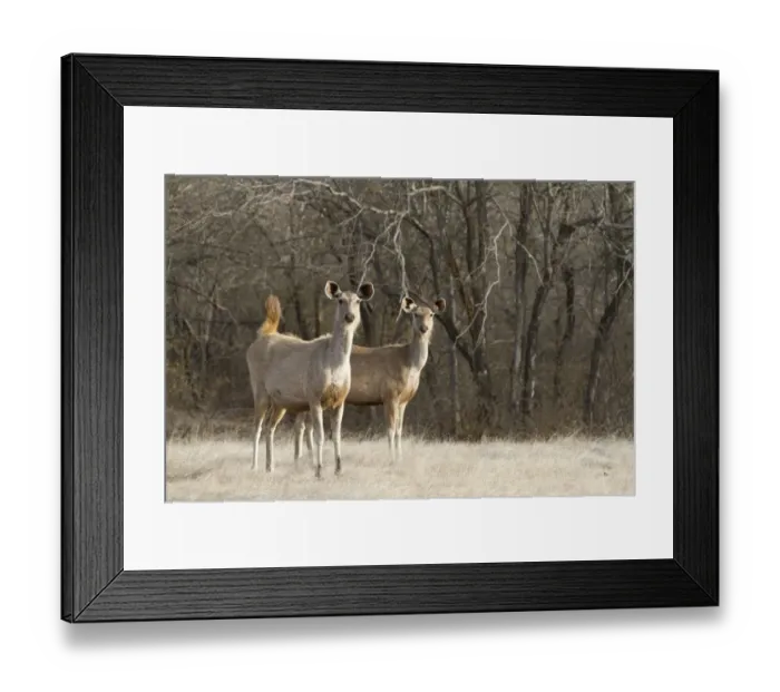 Framed Print : Sambar (Rusa unicolor) two adult females, standing alert with raised tail at edge of forest, Ranthambore N. P. Rajasthan, India Framed Print : Sambar (Rusa unicolor) two adult females, standing alert with raised tail at edge of forest, Ranthambore N. P. Rajasthan, India