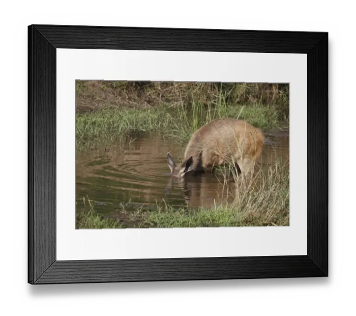 Framed Print : Sambar (Rusa unicolor) adult female, with head submerged in pool, feeding on aquatic vegetation, Kanha N. P. Madhya Pradesh, India Framed Print : Sambar (Rusa unicolor) adult female, with head submerged in pool, feeding on aquatic vegetation, Kanha N. P. Madhya Pradesh, India