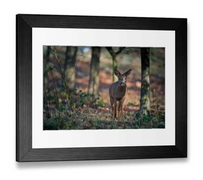 Framed Print : Western Roe Deer (Capreolus capreolus) doe, walking in oak woodland, Norfolk, England, november Framed Print : Western Roe Deer (Capreolus capreolus) doe, walking in oak woodland, Norfolk, England, november