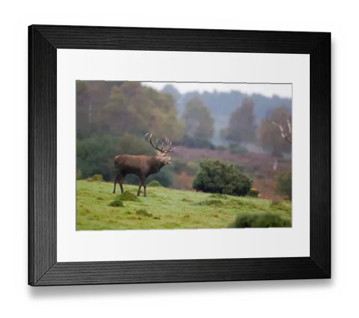 Framed Print : Red Deer (Cervus elaphus) stag, roaring, standing in coastal heathland habitat, during rutting season, Minsmere RSPB Reserve, Suffolk, England, october Framed Print : Red Deer (Cervus elaphus) stag, roaring, standing in coastal heathland habitat, during rutting season, Minsmere RSPB Reserve, Suffolk, England, october
