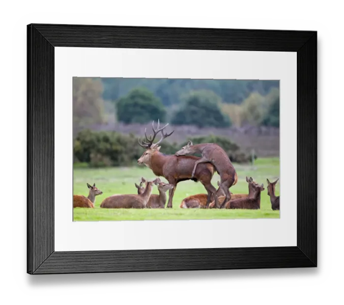 Framed Print : Red Deer (Cervus elaphus) hind mounting stag, bulling behaviour, during rutting season, Minsmere RSPB Reserve, Suffolk, England, october