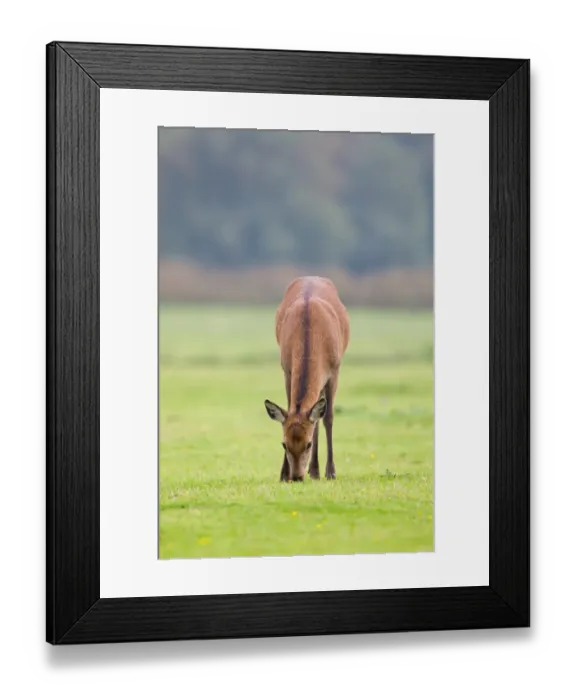 Framed Print : Red Deer (Cervus elaphus) hind, grazing, Minsmere RSPB Reserve, Suffolk, England, october Framed Print : Red Deer (Cervus elaphus) hind, grazing, Minsmere RSPB Reserve, Suffolk, England, october
