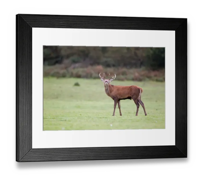 Framed Print : Red Deer (Cervus elaphus) stag, in flehmen response, during rutting season, Minsmere RSPB Reserve, Suffolk, England, october Framed Print : Red Deer (Cervus elaphus) stag, in flehmen response, during rutting season, Minsmere RSPB Reserve, Suffolk, England, october