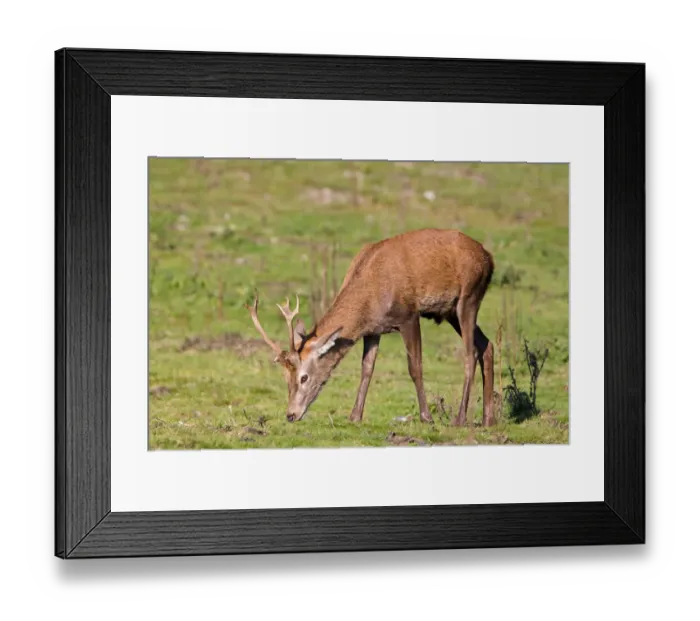 Framed Print : Red Deer (Cervus elaphus) immature stag, grazing, during rutting season, Minsmere RSPB Reserve, Suffolk, England, october Framed Print : Red Deer (Cervus elaphus) immature stag, grazing, during rutting season, Minsmere RSPB Reserve, Suffolk, England, october