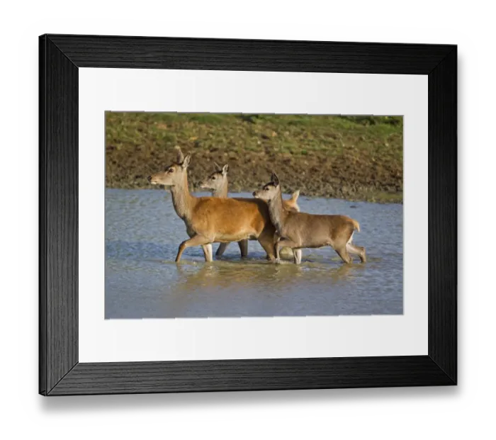 Framed Print : Red Deer (Cervus elaphus) hind with two calves, wading in pool, during rutting season, Minsmere RSPB Reserve, Suffolk, England, october