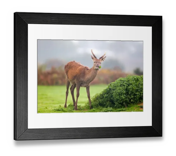 Framed Print : Red Deer (Cervus elaphus) yearling stag, in velvet, feeding on Stinging Nettles (Urtica dioica), Minsmere RSPB Reserve, Suffolk, England, october Framed Print : Red Deer (Cervus elaphus) yearling stag, in velvet, feeding on Stinging Nettles (Urtica dioica), Minsmere RSPB Reserve, Suffolk, England, october