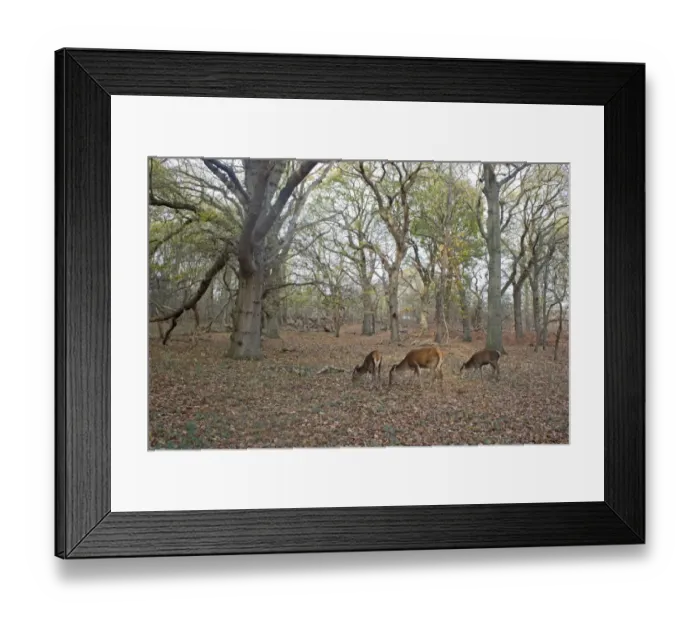 Framed Print : Red Deer (Cervus elaphus) hind and two yearling calves, feeding in woodland habitat, Minsmere RSPB Reserve, Suffolk, England, november Framed Print : Red Deer (Cervus elaphus) hind and two yearling calves, feeding in woodland habitat, Minsmere RSPB Reserve, Suffolk, England, november