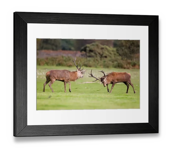 Framed Print : Red Deer (Cervus elaphus) two stags, fighting, during rutting season, Minsmere RSPB Reserve, Suffolk, England, october Framed Print : Red Deer (Cervus elaphus) two stags, fighting, during rutting season, Minsmere RSPB Reserve, Suffolk, England, october