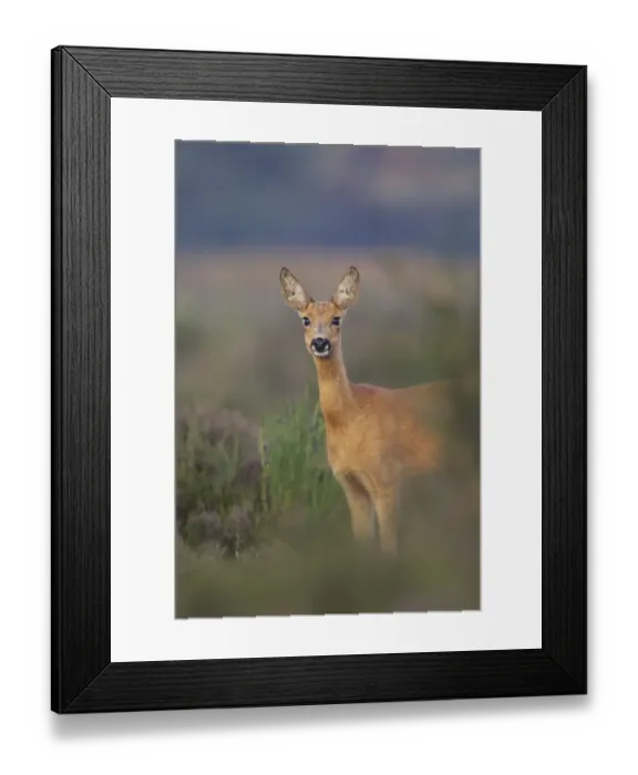 Framed Print : Roe Deer (Capreolus capreolus) doe, standing in heathland at edge of woodland, Netherlands, august Framed Print : Roe Deer (Capreolus capreolus) doe, standing in heathland at edge of woodland, Netherlands, august