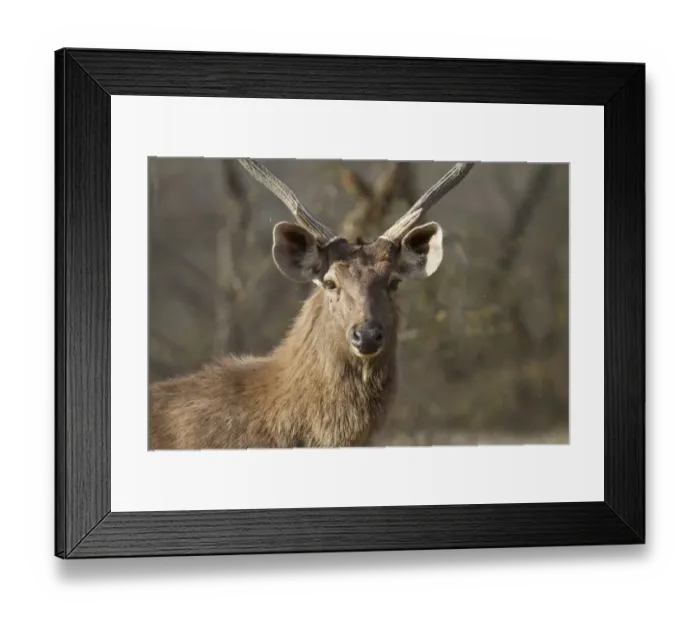 Framed Print : Sambar (Rusa unicolor) adult male, close-up of head, Ranthambore N. P. Rajasthan, India Framed Print : Sambar (Rusa unicolor) adult male, close-up of head, Ranthambore N. P. Rajasthan, India