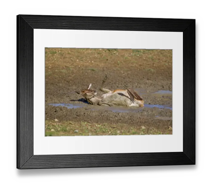 Framed Print : Red Deer (Cervus elaphus) hind, wallowing in mud, during rutting season, Minsmere RSPB Reserve, Suffolk, England, october Framed Print : Red Deer (Cervus elaphus) hind, wallowing in mud, during rutting season, Minsmere RSPB Reserve, Suffolk, England, october