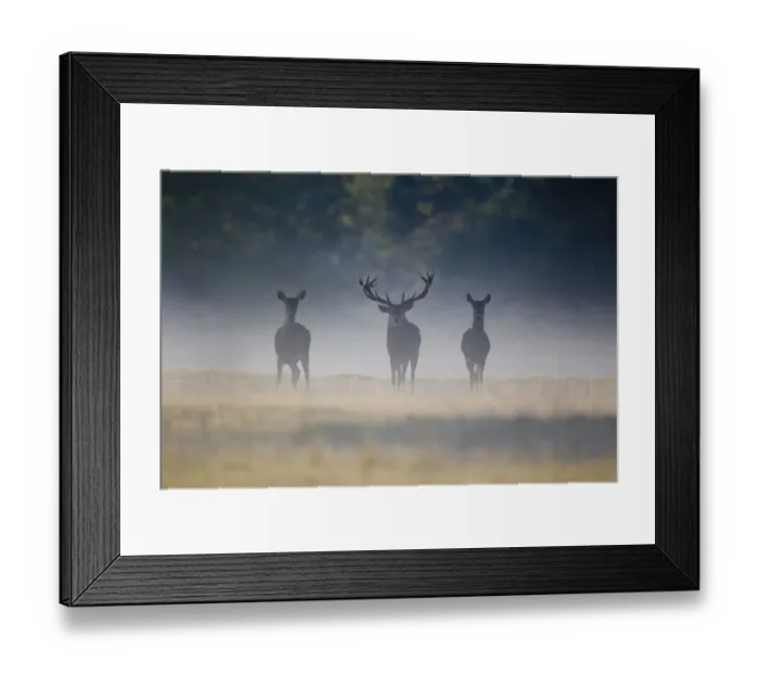 Framed Print : Red Deer (Cervus elaphus) stag and hinds, standing in mist at dawn during rutting season, Helmingham Hall Deer Park, Suffolk, England, october