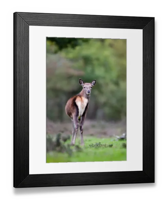 Framed Print : Red Deer (Cervus elaphus) four month old calf, looking back over shoulder, Minsmere RSPB Reserve, Suffolk, England, october Framed Print : Red Deer (Cervus elaphus) four month old calf, looking back over shoulder, Minsmere RSPB Reserve, Suffolk, England, october